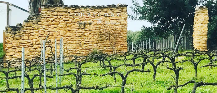 スペインのナチュラルワイン団体の代表を務めるホセ・ミゲル・マルケス。彼がアンダルシアの中心地コルドバで作るワインがマレナスです
